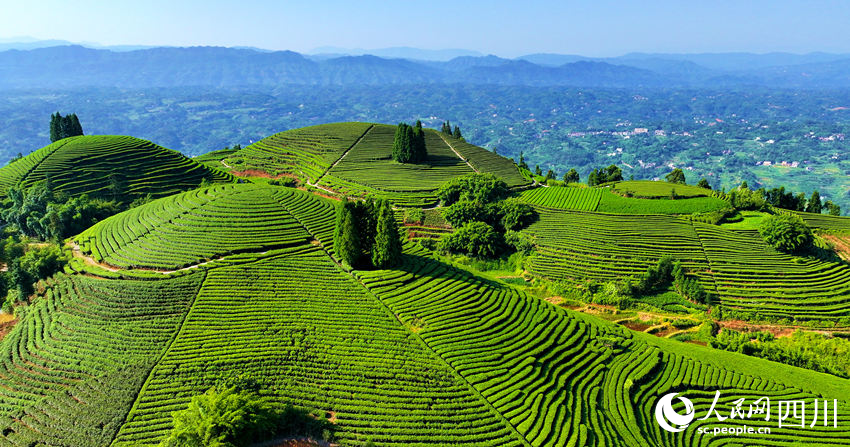 茶園郁郁蔥蔥。廖勝春攝