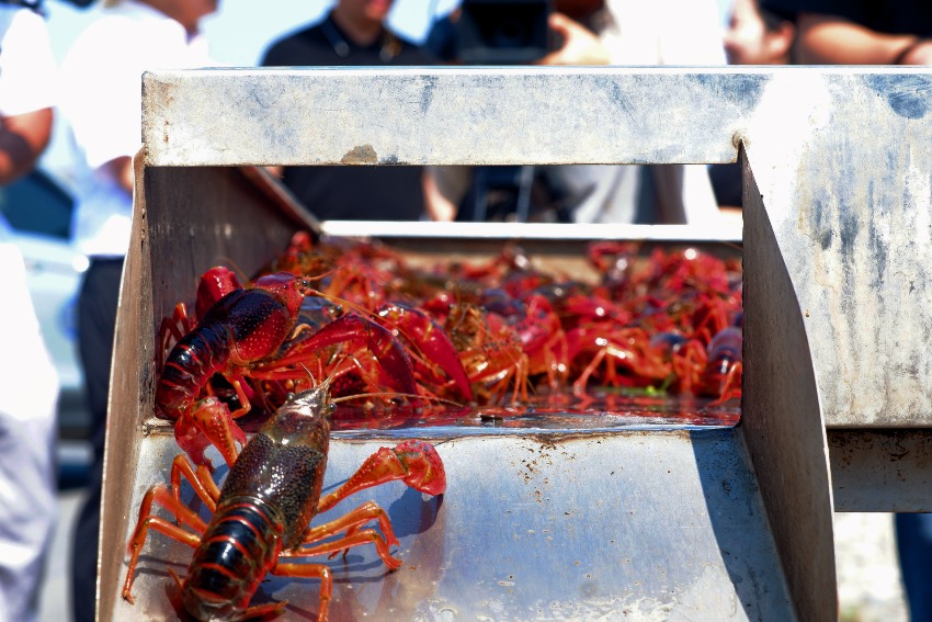 優質的宜賓“早蝦”。四川省農業農村廳供圖