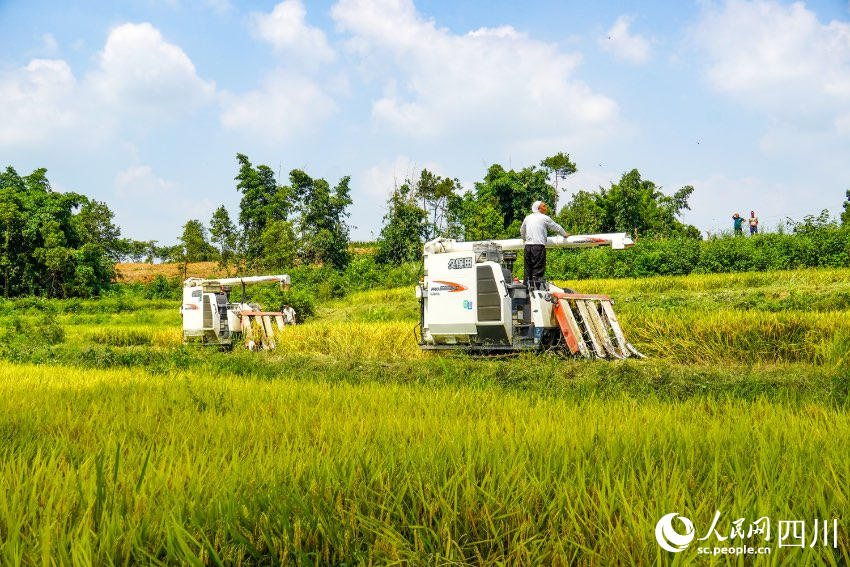 搶抓晴好天氣搶收搶割，稻田間收割機來回穿梭，飽滿的稻穗卷入機器，脫粒后盡數歸倉。朱勤貴攝