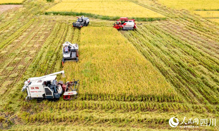 都江堰市機收。王義攝