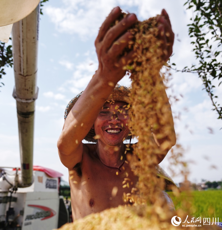 永安鎮·豐收喜悅洋溢在村民臉上。朱勤貴攝