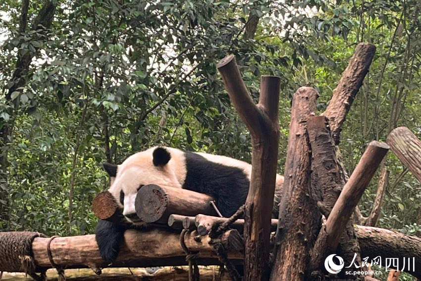 大熊貓“和葉”。人民網記者 朱虹攝