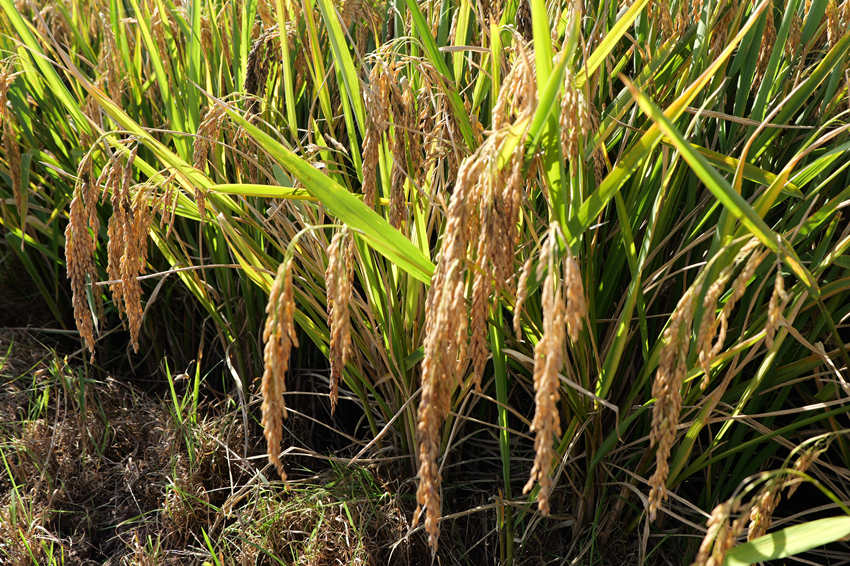 顆粒飽滿的超級稻。德昌縣委宣傳部供圖