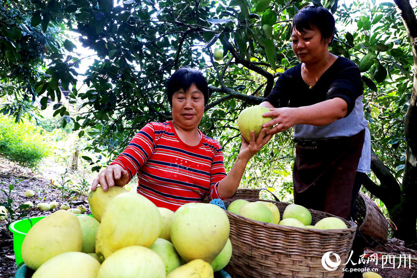 村民在采摘柚子。廖勝春攝