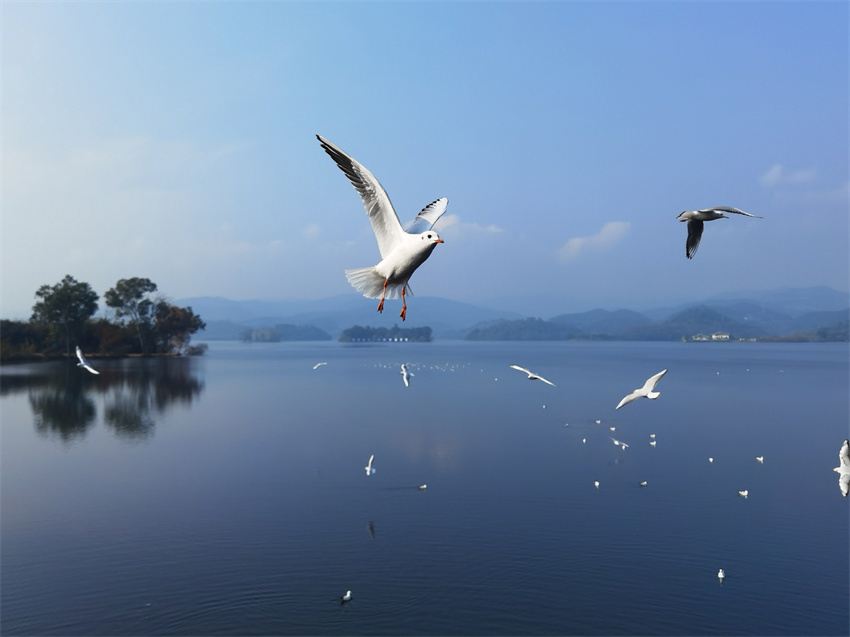 湖光山色映鳥飛。東部新區供圖