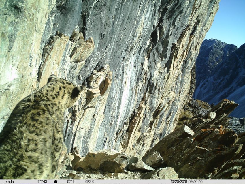 雪豹影像。大熊貓國家公園臥龍片區供圖