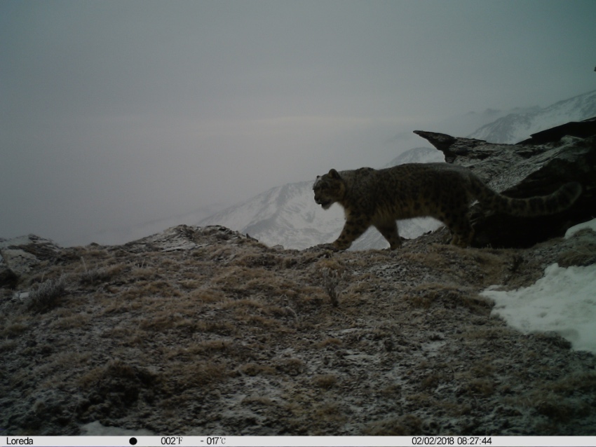 雪豹影像。大熊貓國家公園臥龍片區供圖