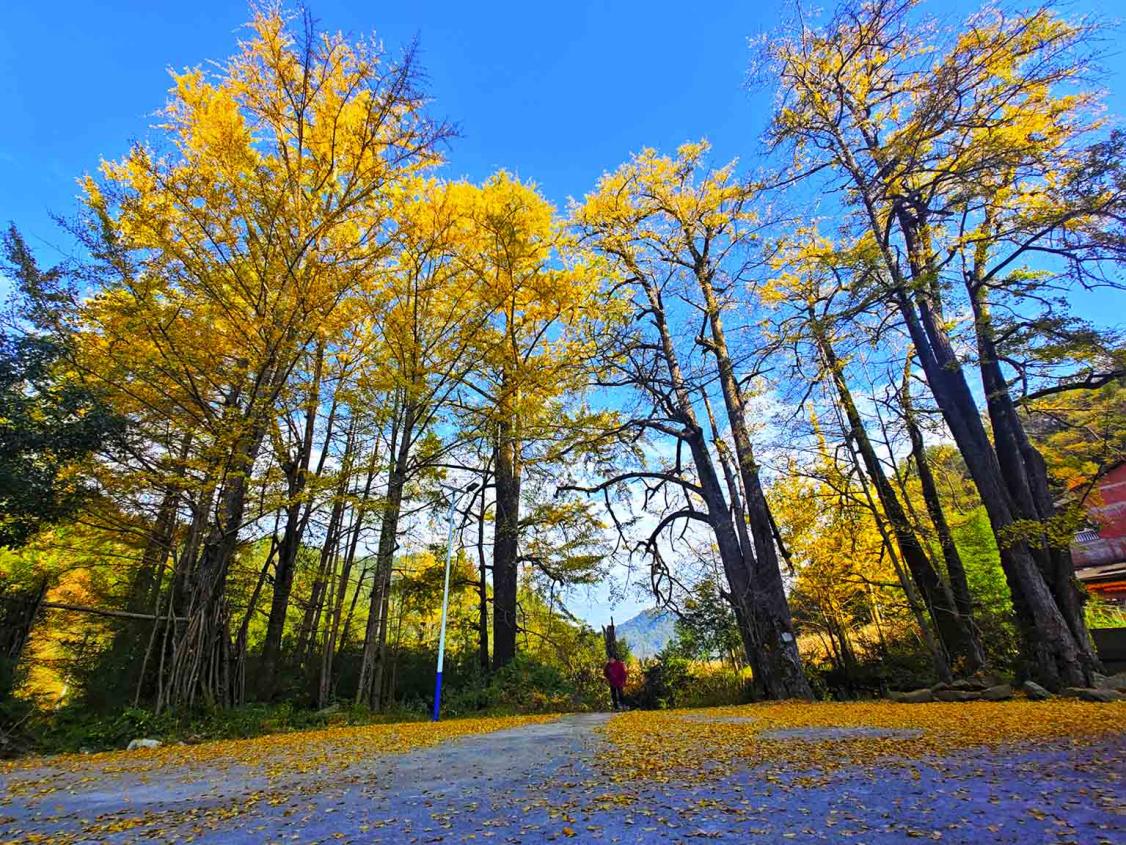 藍天、白云，銀杏交相輝映。馬娟攝
