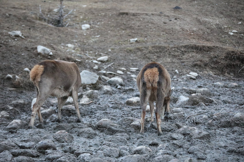 目前，察青松多自然保護區內，白唇鹿種群數量高達3000只左右。白玉縣公安局供圖