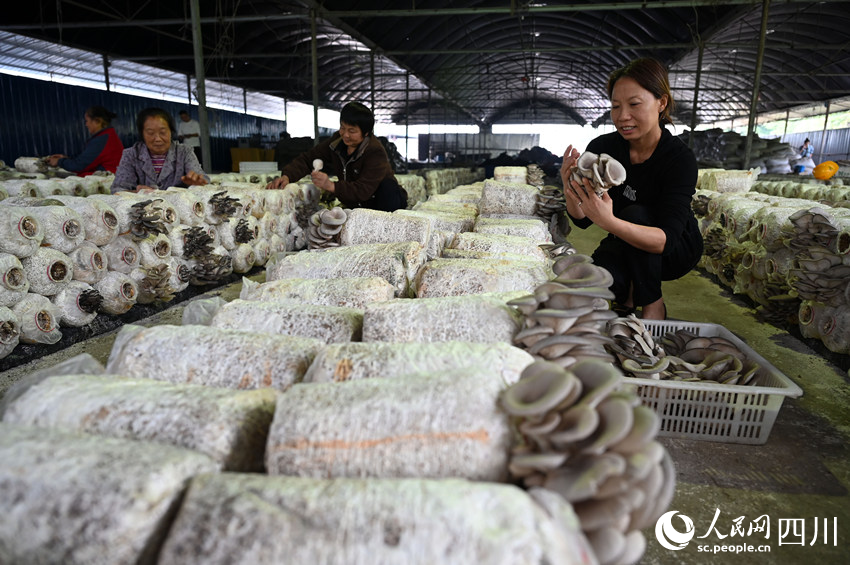 村民在采收桑枝菌。蘭自濤攝