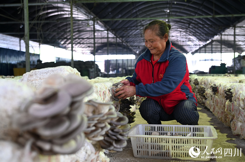 村民在采收桑枝菌。蘭自濤攝