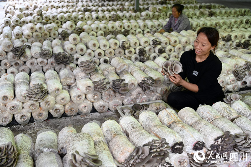 桑枝菌獲豐收。蘭自濤攝