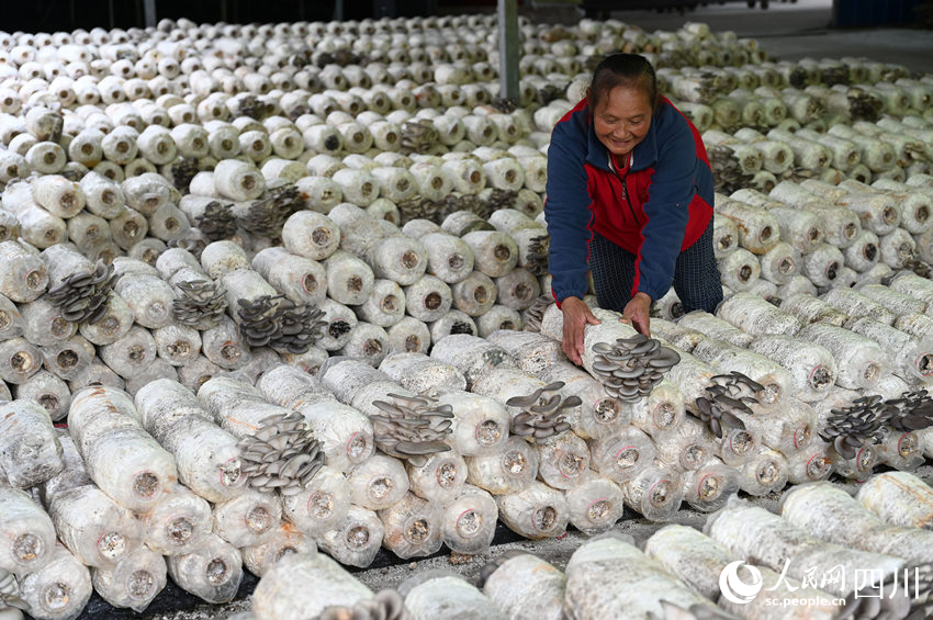 桑枝菌獲豐收。蘭自濤攝