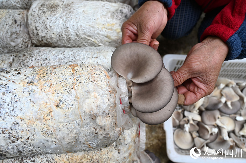 桑枝菌獲豐收。蘭自濤攝