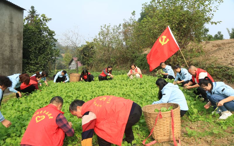 黨員干部和志愿者移栽油菜秧苗。