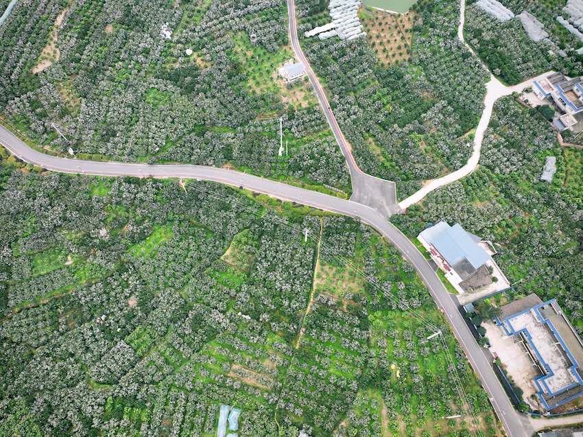 眉山丹棱，農村路成為群眾致富路。四川省交通運輸廳供圖