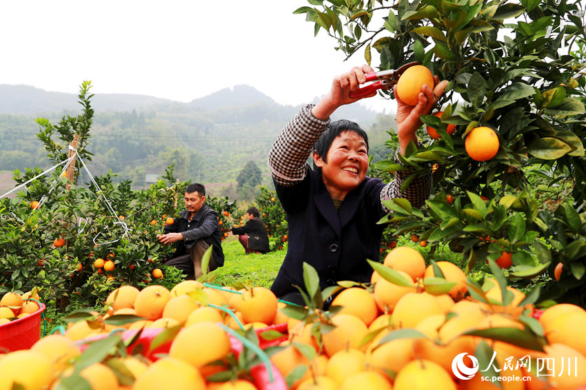果農在果園里采摘臍橙。廖勝春攝