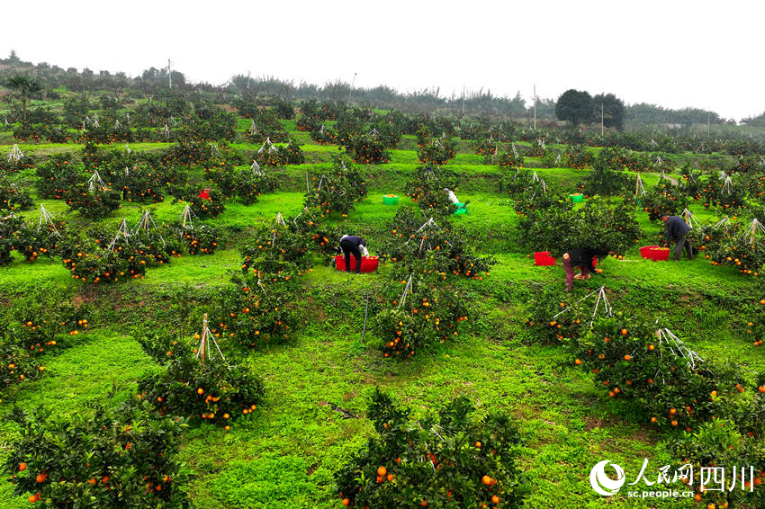 果農在果園里采摘臍橙。廖勝春攝