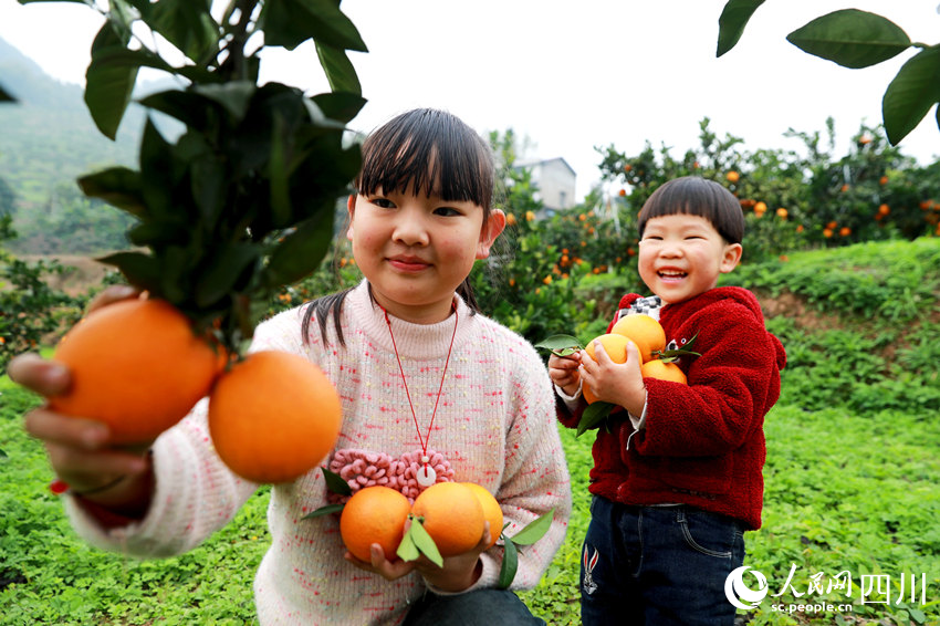 臍橙豐收。廖勝春攝