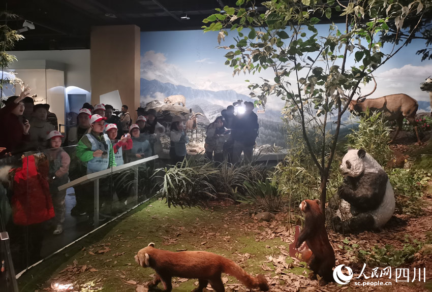 “萌猛”之間的對視：大熊貓萌，“小東北虎”猛。人民網記者 劉海天攝