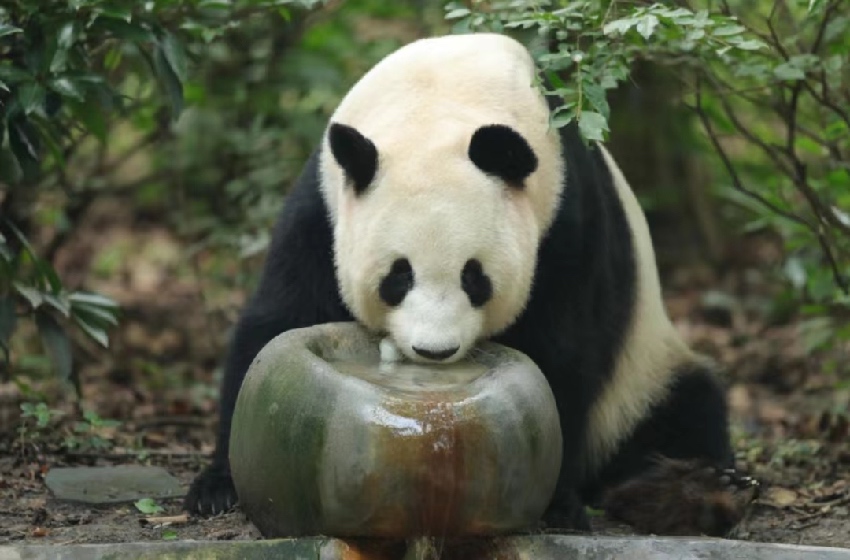 大熊貓福福。成都大熊貓繁育研究基地供圖