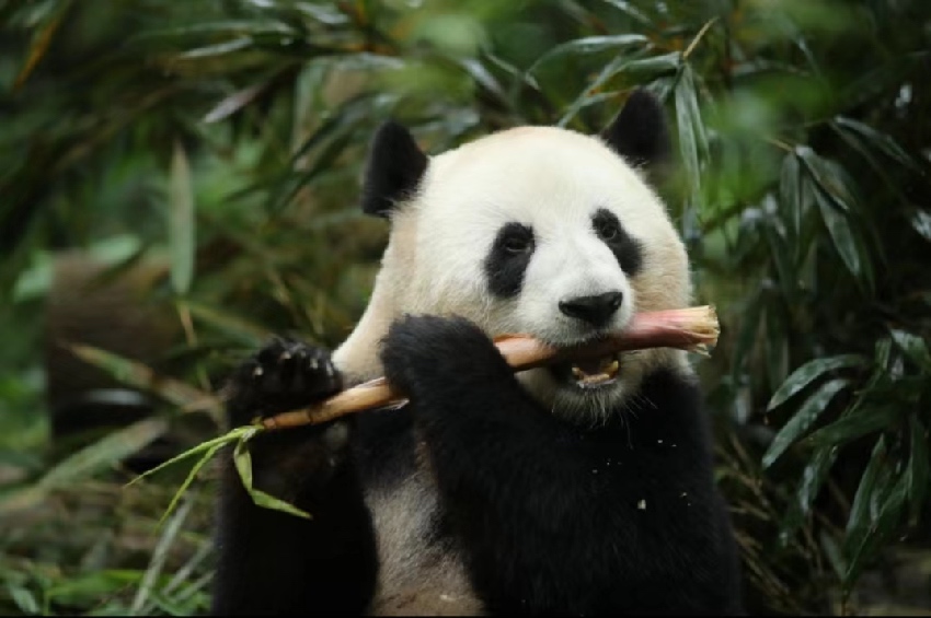 大熊貓和琪。成都大熊貓繁育研究基地供圖