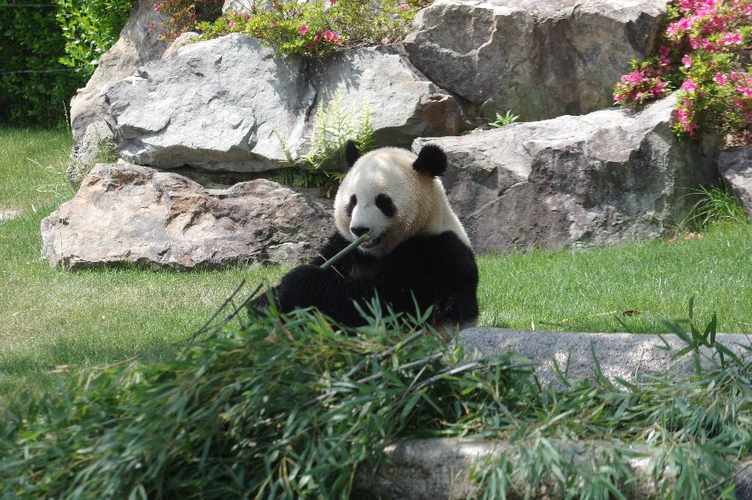 大熊貓櫻浜。成都大熊貓繁育研究基地供圖