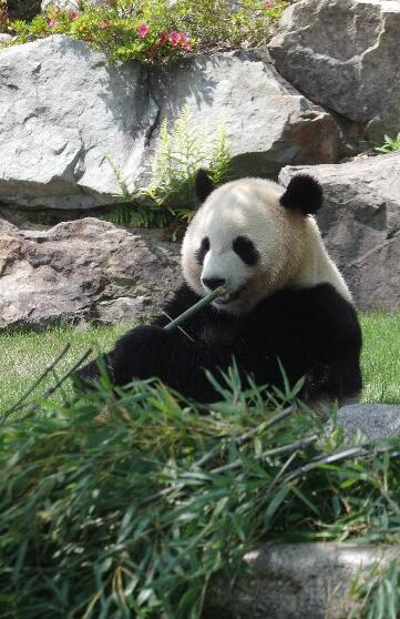 春節來蓉看“滾滾”