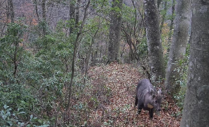 中華斑羚現身大小蘭溝 巴中市林業局供圖