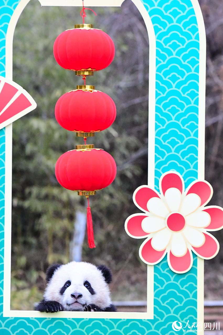 2024年大熊貓寶寶賀新春。李傳有攝