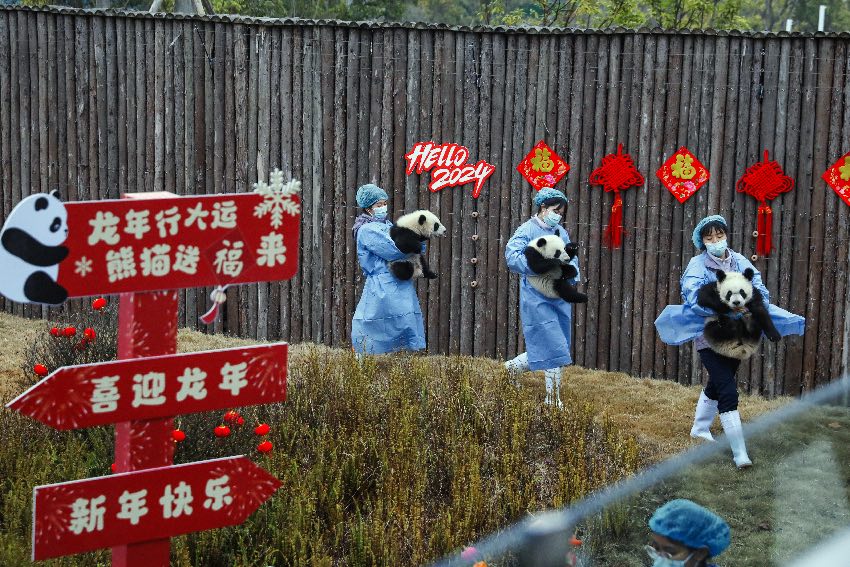 新生大熊貓出場。成都大熊貓繁育研究基地供圖