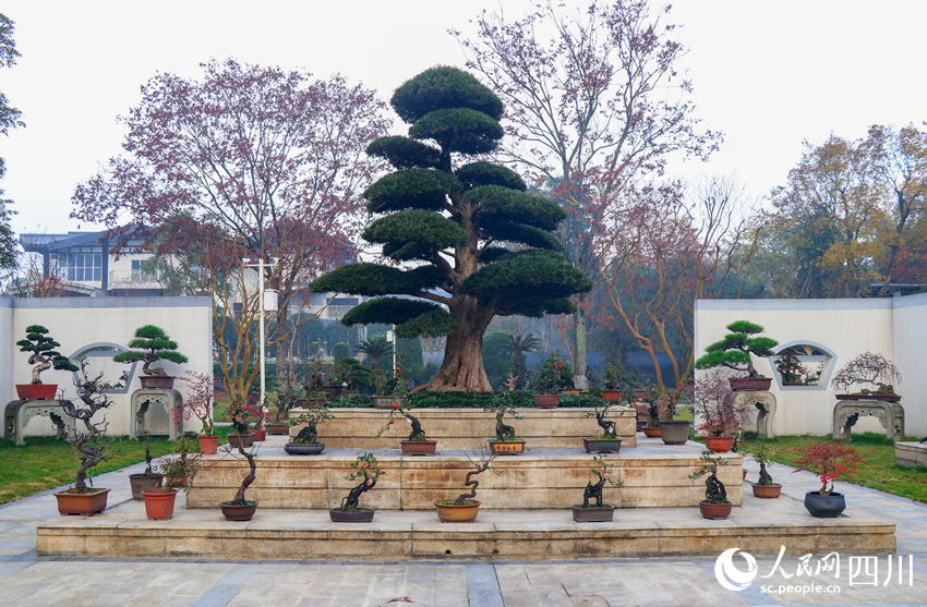 川派盆景博覽園。韓雪菲攝