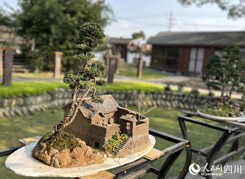 安龍村的小微盆景。鄧虹攝