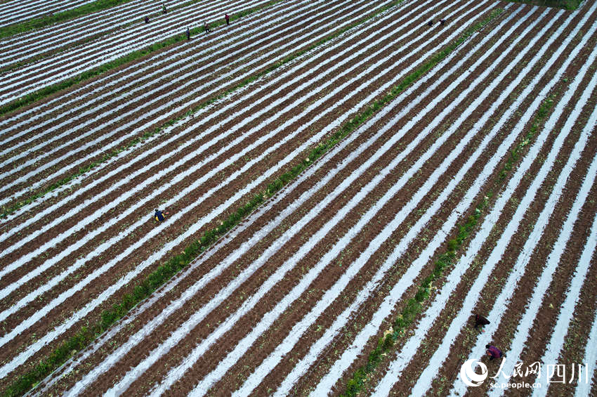 農民正在播種玉米。蘭自濤攝