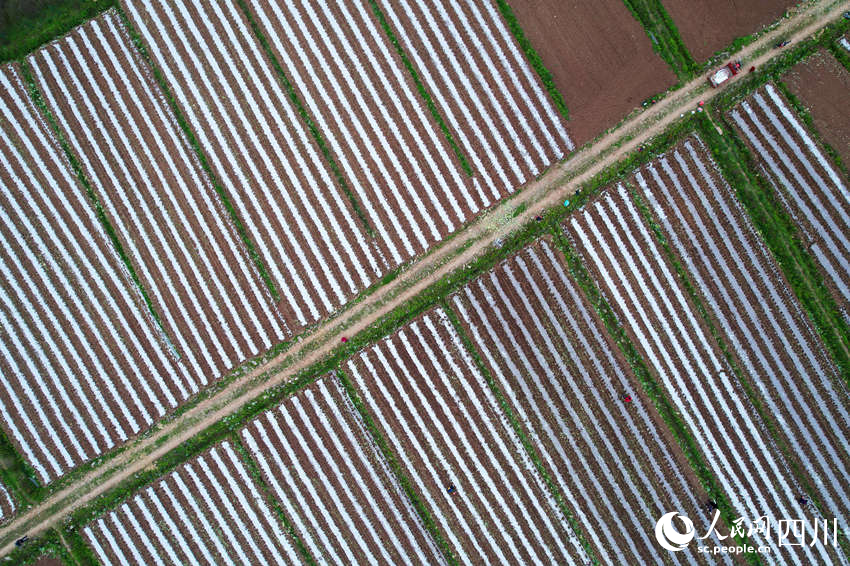 農民正在播種玉米。蘭自濤攝