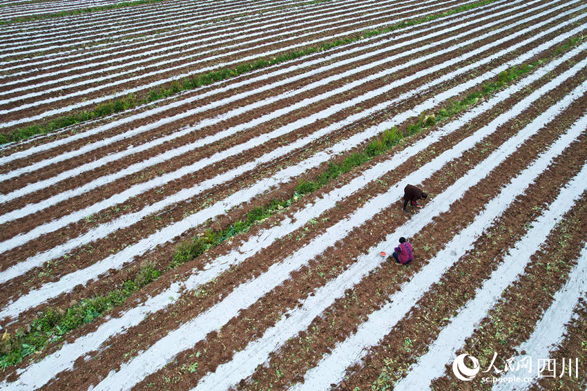農民正在播種玉米。蘭自濤攝