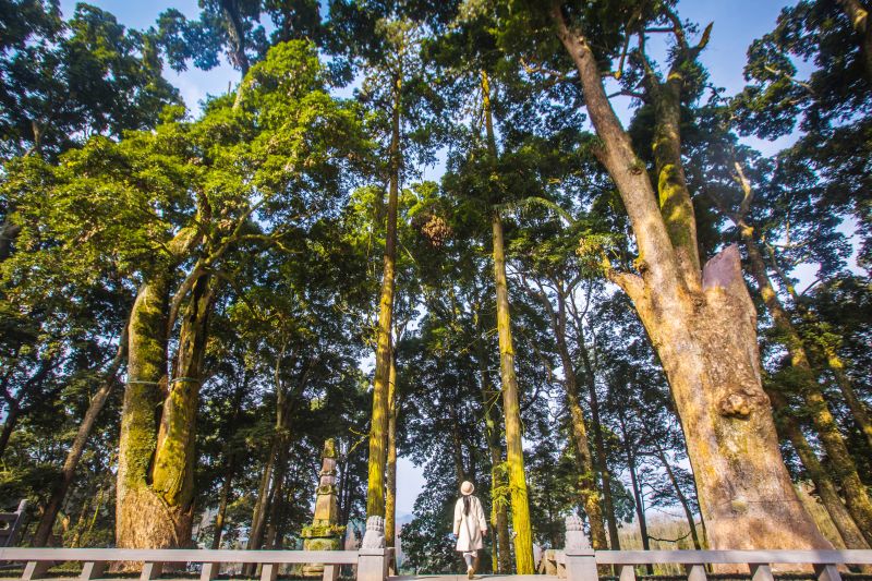 滎經縣云峰寺古楨楠群落。郝立藝攝