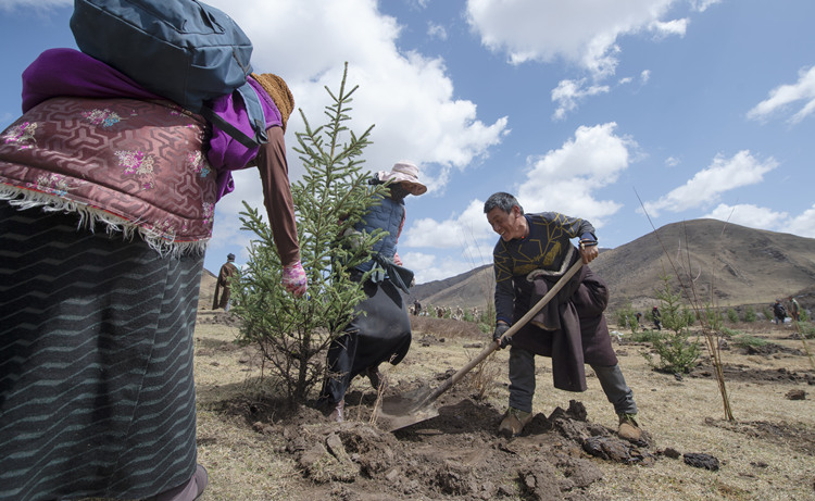 黃河干流生態林建設。阿壩州委宣傳部供圖