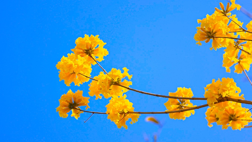 黃花風鈴木。西昌市融媒體中心供圖