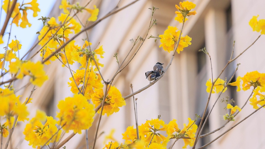 黃花風鈴木。西昌市融媒體中心供圖