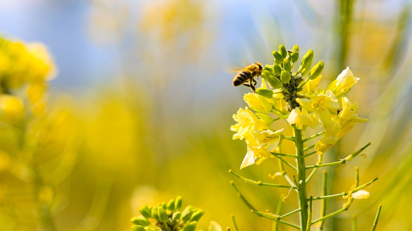 黃聯油菜花 。西昌市融媒體中心供圖