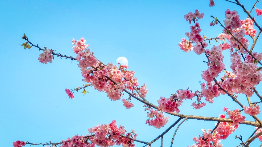 瀘山光福寺櫻。西昌市融媒體中心供圖