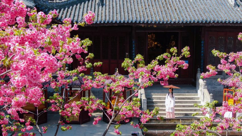 瀘山櫻花。西昌市融媒體中心供圖