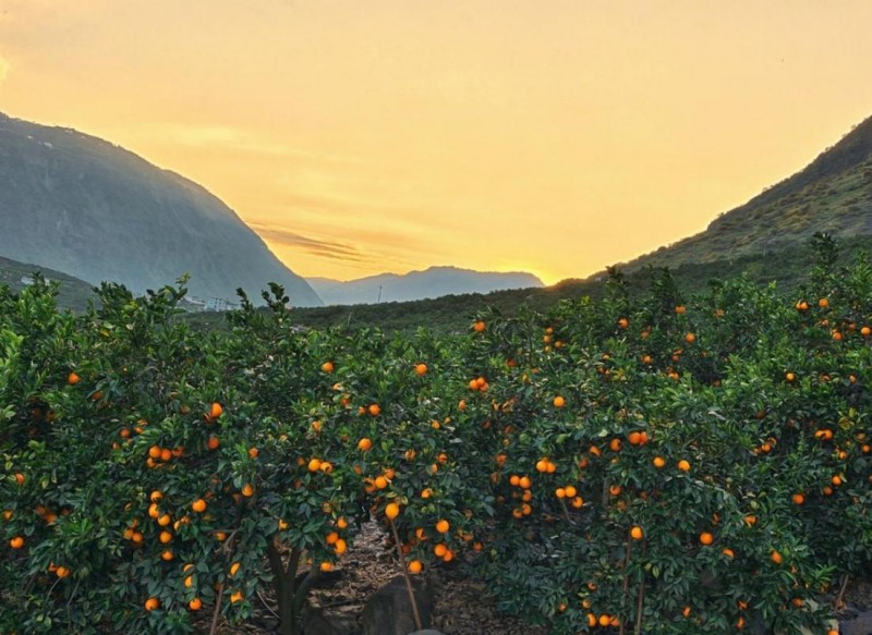 雷波縣臍橙基地。宜賓市翠屏區援彝工作隊供圖