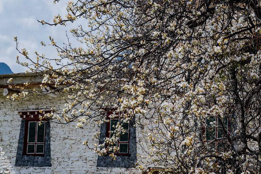 丹巴梨花。何曦攝