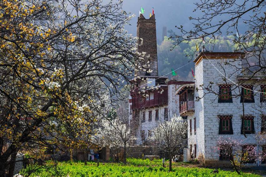 丹巴梨花。何曦攝