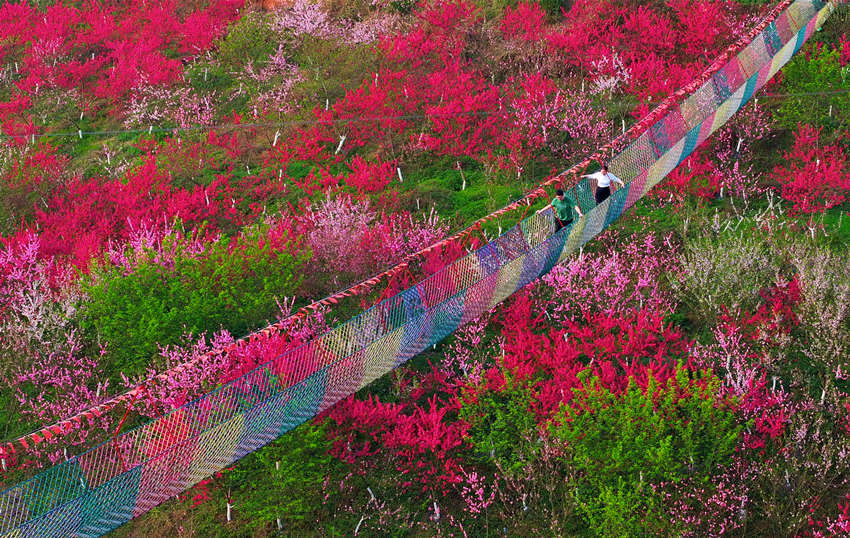 游客在賞花游玩。廖勝春攝 