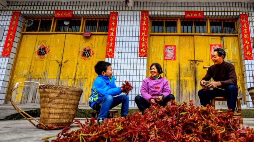 村民正在整理采摘的椿芽。蕭瀟攝