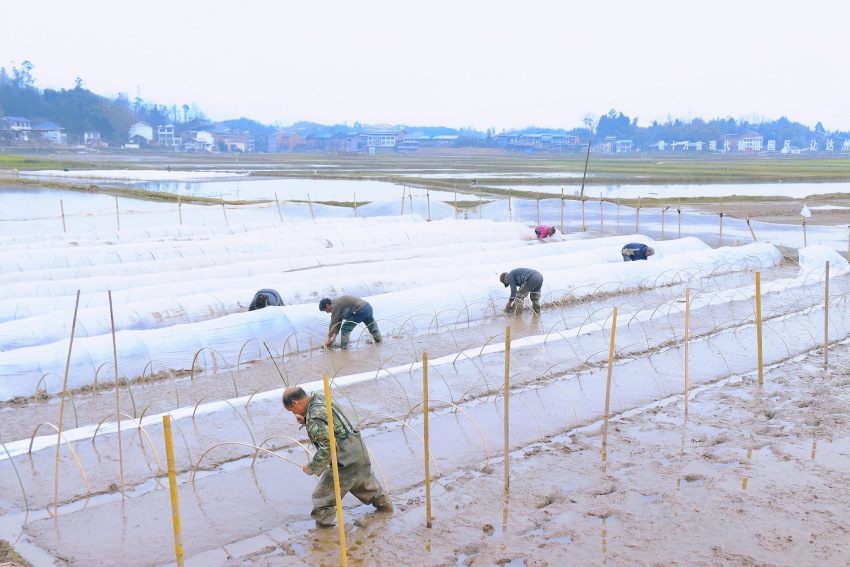 達州市達川區大樹鎮村民正在育秧。李彥攝