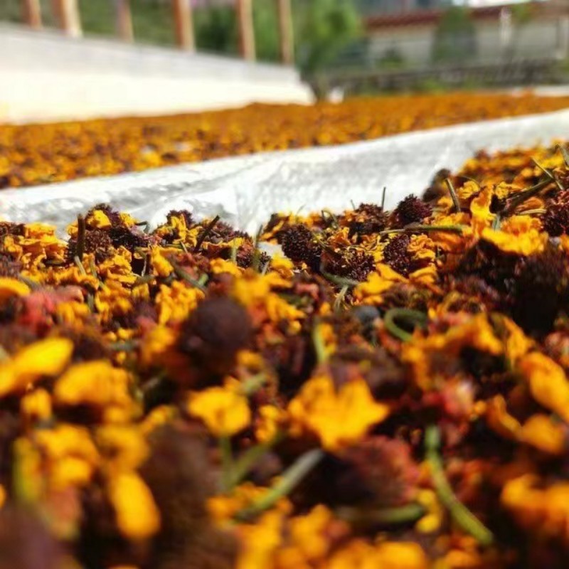 藏雪菊。成都交投集團供圖